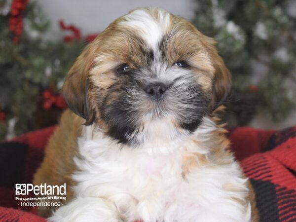 Shih Tzu-DOG-Male-Sable and White-3482-Petland Lee's Summit, MO