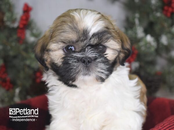 Shih Tzu-DOG-Female-Sable and White-3481-Petland Lee's Summit, MO