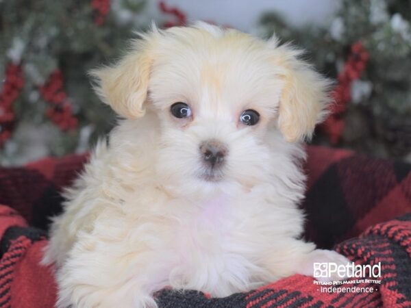 Toy Poodle-DOG-Female-Cream-3464-Petland Lee's Summit, MO