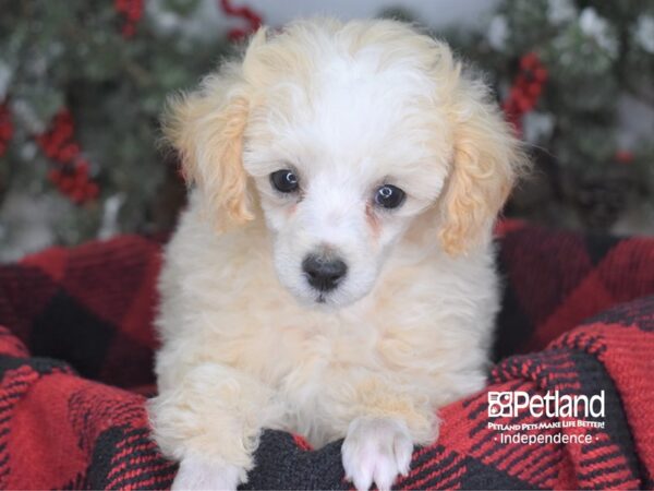 Toy Poodle-DOG-Female-Cream-3465-Petland Lee's Summit, MO