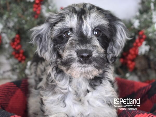 Goldendoodle-DOG-Female-Blue Merle-3468-Petland Lee's Summit, MO