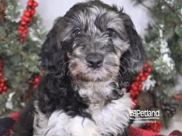 Goldendoodle-DOG-Female-Blue Merle-3467-Petland Lee's Summit, MO