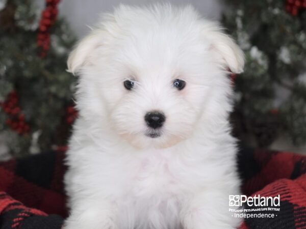 Maltipom-DOG-Female-Cream Parti-3461-Petland Lee's Summit, MO
