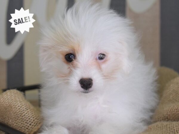 Pom-A-Poo-DOG-Female-White-3385-Petland Lee's Summit, MO