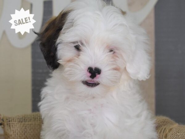 Shih Poo-DOG-Male-Tri-Color-3378-Petland Lee's Summit, MO
