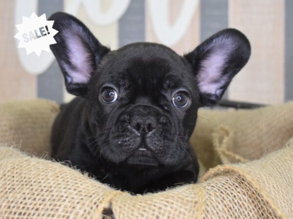 French Bulldog-DOG-Male-Black-3280-Petland Lee's Summit, MO