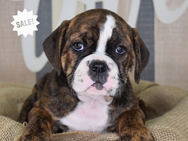 Olde English Bulldogge-DOG-Female-Brindle & White-3304-Petland Lee's Summit, MO