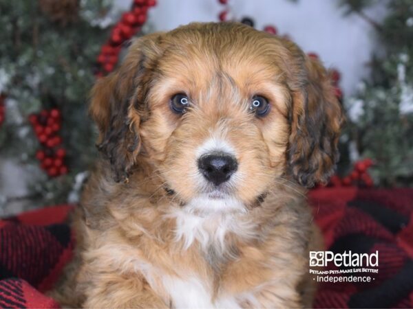 Mini Bernadoodle-DOG-Male-Phantom-3487-Petland Lee's Summit, MO