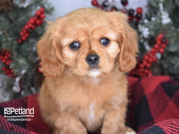 Cavalier King Charles Spaniel-DOG-Female-Ruby-3490-Petland Lee's Summit, MO