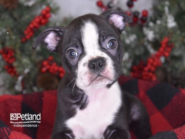 Boston Terrier-DOG-Male-Black and White-3491-Petland Lee's Summit, MO