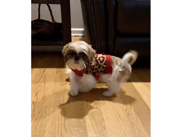 Shih Tzu-DOG-Female-Blue & White-3331-Petland Lee's Summit, MO