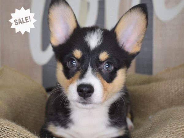 Pembroke Welsh Corgi-DOG-Female-Black and Tan-3310-Petland Lee's Summit, MO