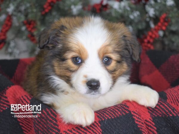 Miniature Australian Shepherd-DOG-Female-Sable-3499-Petland Lee's Summit, MO