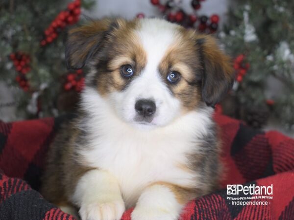 Miniature Australian Shepherd-DOG-Female-Sable-3493-Petland Lee's Summit, MO