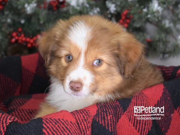Miniature Australian Shepherd-DOG-Male-Sable-3497-Petland Lee's Summit, MO