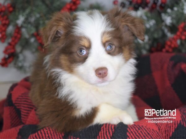 Miniature Australian Shepherd-DOG-Male-Red Tri-3498-Petland Lee's Summit, MO
