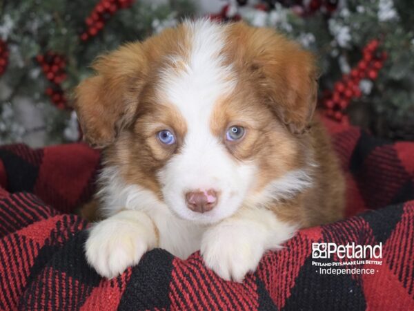 Miniature Australian Shepherd-DOG-Male-Sable-3492-Petland Lee's Summit, MO