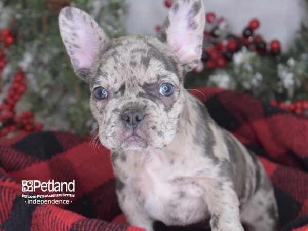 French Bulldog-DOG-Female-Blue Merle-3508-Petland Lee's Summit, MO