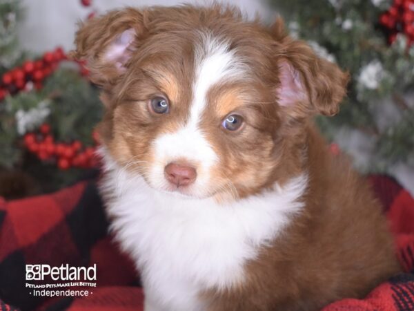 Toy Australian Sheperd-DOG-Female-Red Tricolor-3500-Petland Lee's Summit, MO