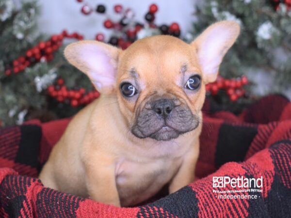 French Bulldog-DOG-Female-Red-3505-Petland Lee's Summit, MO