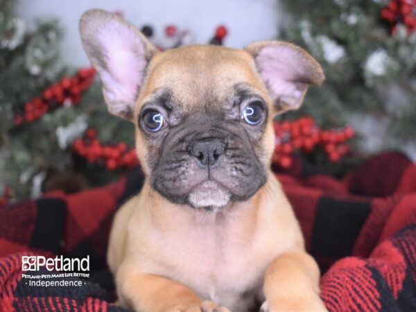 French Bulldog-DOG-Male-Red-3504-Petland Lee's Summit, MO
