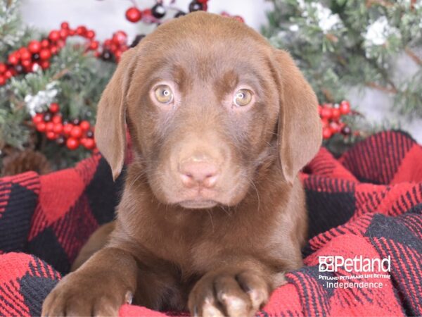 Labrador Retriever-DOG-Female-Chocolate-3518-Petland Lee's Summit, MO