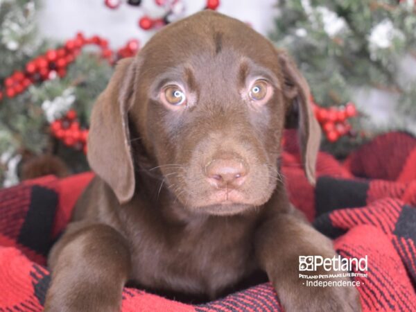 Labrador Retriever-DOG-Male-Chocolate-3501-Petland Lee's Summit, MO