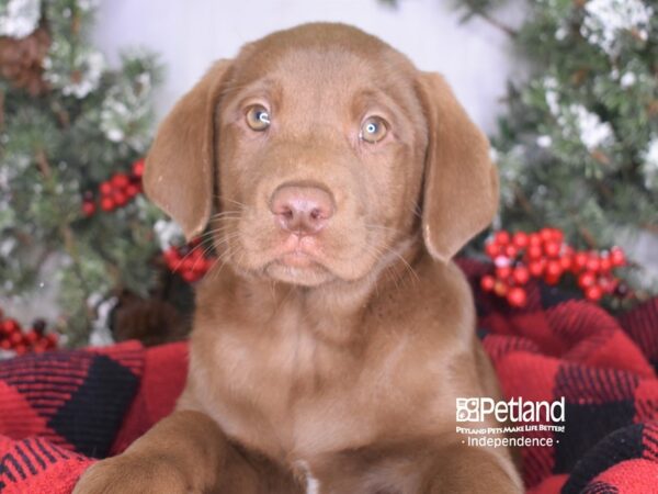 Labrador Retriever-DOG-Male-Chocolate-3517-Petland Lee's Summit, MO