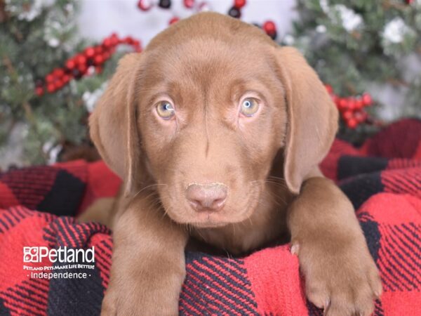 Labrador Retriever-DOG-Male-Chocolate-3502-Petland Lee's Summit, MO