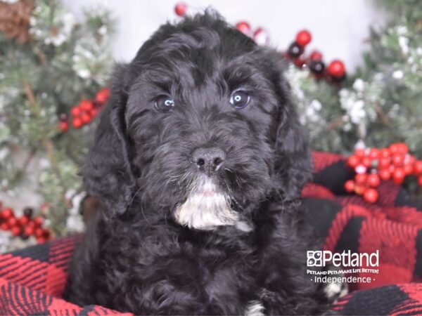 Labradoodle-DOG-Female-Black-3514-Petland Lee's Summit, MO