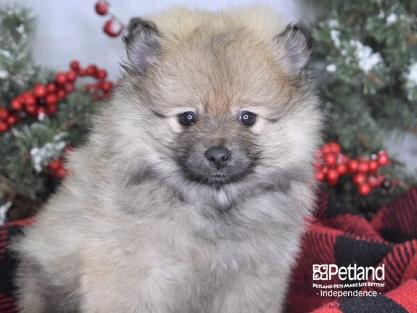 Pomeranian-DOG-Female-Cream Sable-3510-Petland Lee's Summit, MO