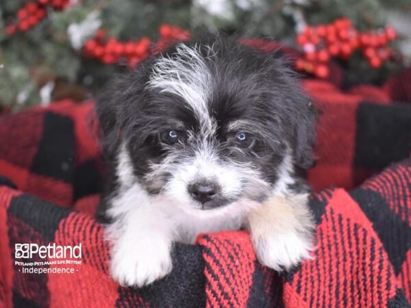 Chipoo-DOG-Female-Black and White-3523-Petland Lee's Summit, MO