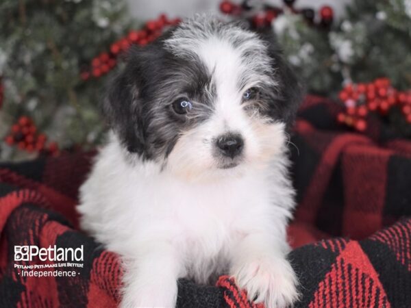 Chipoo-DOG-Female-Black and White-3521-Petland Lee's Summit, MO
