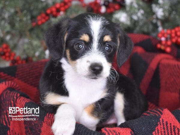 Chipoo-DOG-Female-Black and White-3522-Petland Lee's Summit, MO