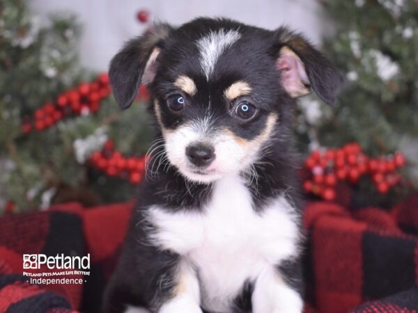 Chipoo-DOG-Female-Black and White-3520-Petland Lee's Summit, MO