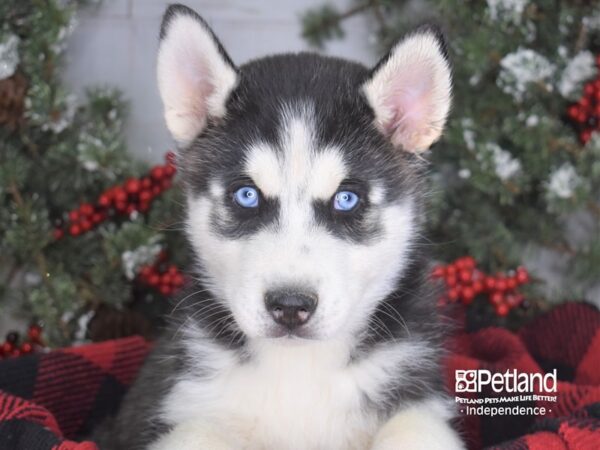 Siberian Husky-DOG-Male-Black and White-3527-Petland Lee's Summit, MO