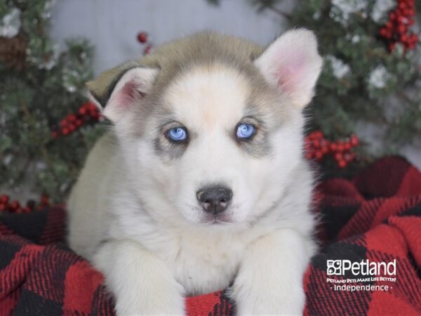 Siberian Husky-DOG-Male-Silver and White-3512-Petland Lee's Summit, MO