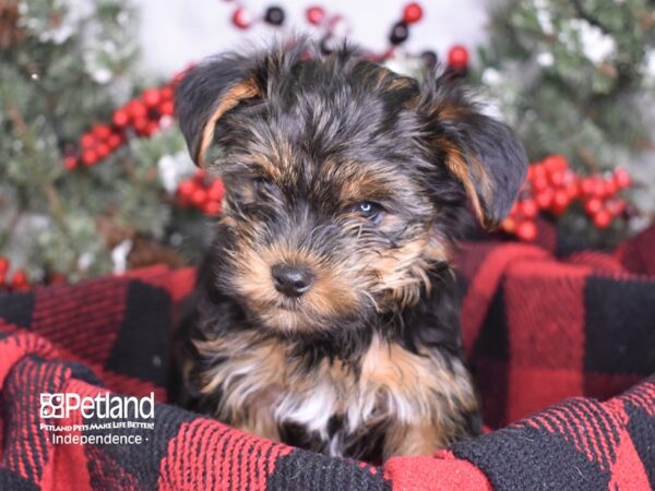Yorkshire Terrier-DOG-Male-Black and Tan-3506-Petland Lee's Summit, MO