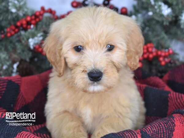 Goldendoodle-DOG-Female-Golden-3525-Petland Lee's Summit, MO