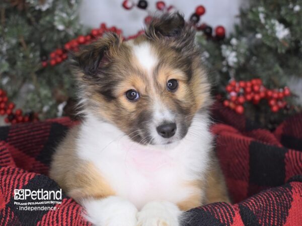 Shetland Sheepdog-DOG-Female-Sable and White-3511-Petland Lee's Summit, MO