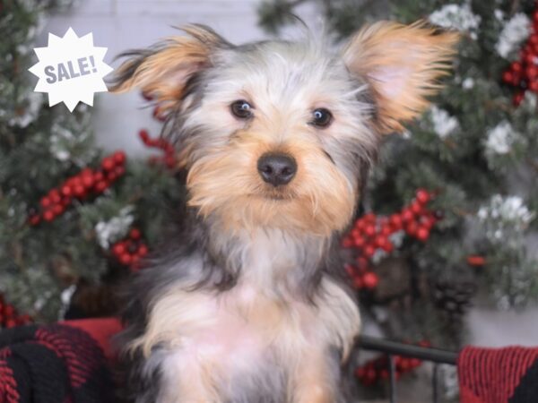 Yorkshire Terrier-DOG-Male-Black and Tan-3267-Petland Lee's Summit, MO