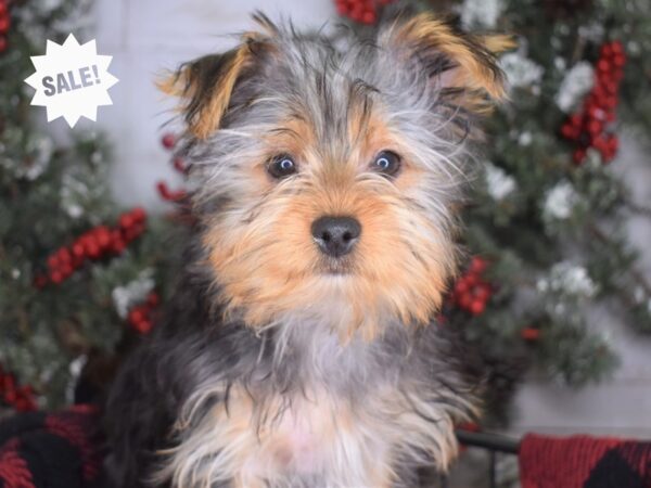 Yorkshire Terrier-DOG-Male-Black and Tan-3335-Petland Lee's Summit, MO