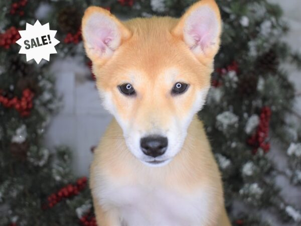 Shiba Inu-DOG-Female-Red Sesame-3276-Petland Lee's Summit, MO