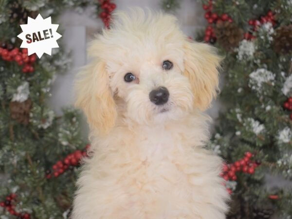 Toy Poodle-DOG-Male-Cream-3290-Petland Lee's Summit, MO