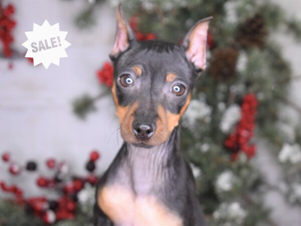Miniature Pinscher-DOG-Female-Black and Rust-3321-Petland Lee's Summit, MO