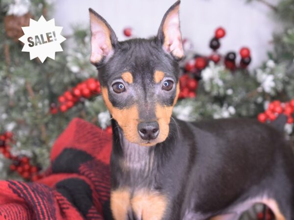 Miniature Pinscher-DOG-Female-Black and Rust-3322-Petland Lee's Summit, MO