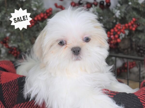 Shih Tzu-DOG-Female-Lavendar & White-3332-Petland Lee's Summit, MO