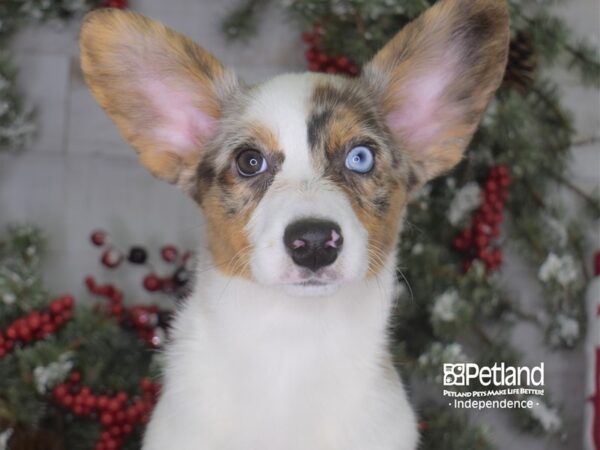 Cardigan Welsh Corgi-DOG-Female-Blue Merle-3344-Petland Lee's Summit, MO