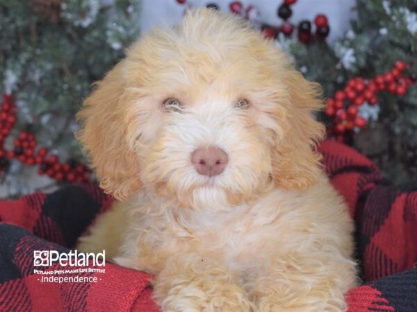 Mini Goldendoodle-DOG-Male-Golden-3542-Petland Lee's Summit, MO