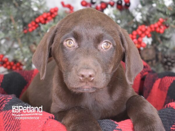 Labrador Retriever-DOG-Female-Chocolate-3541-Petland Lee's Summit, MO